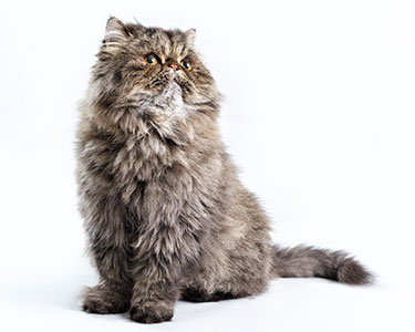 12 Small Long-Haired Cat Breeds
