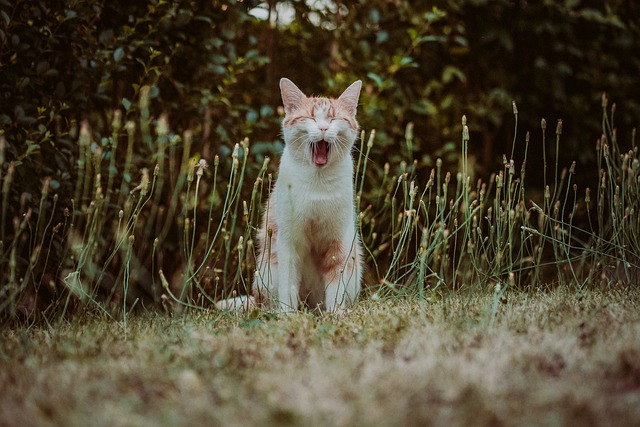 How to Stop a Cat in Heat from Meowing