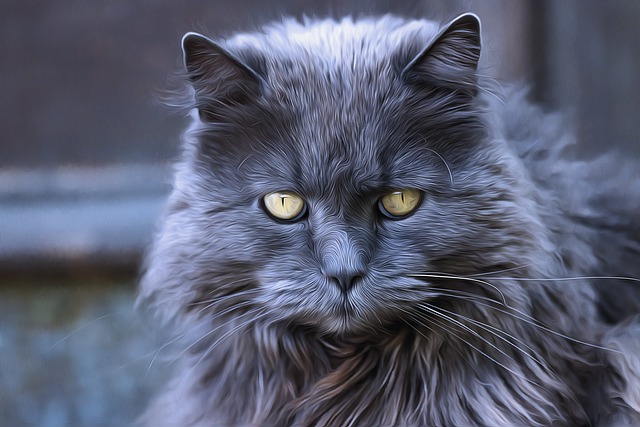 Long Hair Russian Blue Cat - Cat Breeds Encyclopedia - wide 8