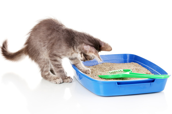 How to Attract Cat to Litter Box
