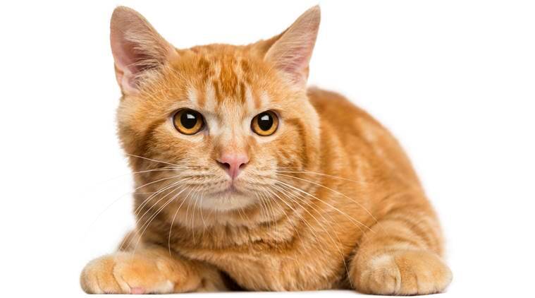 Pros and Cons of Owning a Ginger Tabby Cat