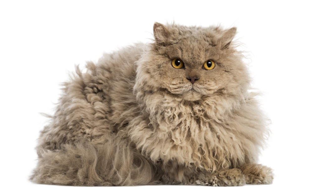 Everything You Need to Know About Curly-Haired Cat Breeds