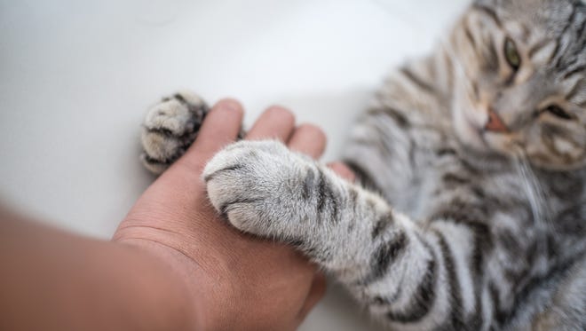 How to Declaw a Cat at Home