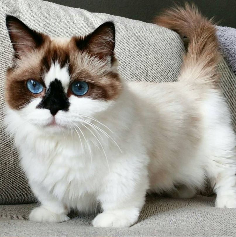 Munchkin Ragdoll Cat