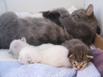 Mother Cat Sitting on Kittens