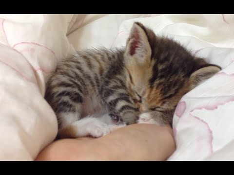 When Can A Kitten Sleep In Your Bed