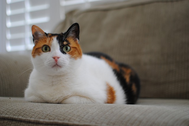 Calico Cat Symbolism