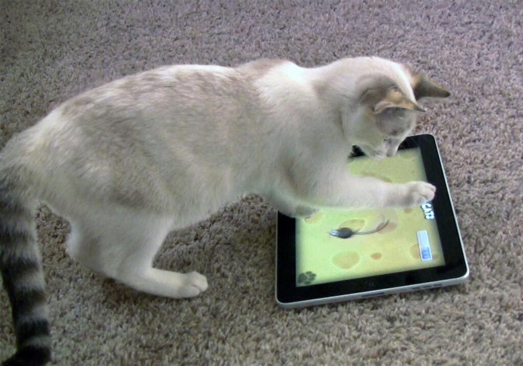 The Truth about Cats Playing Video Games