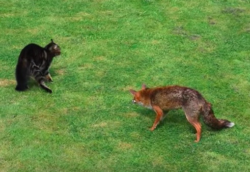 Can A Cat Outrun A Coyote?