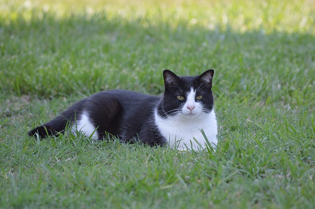 Black and White Cat Personality