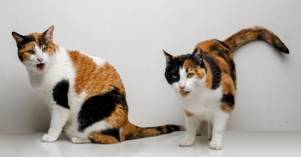 Are Female Calico Cats Sterile?