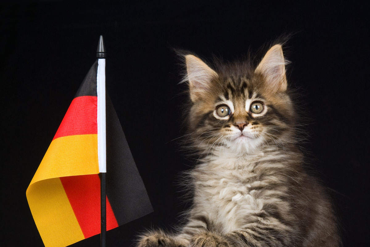 How To Say Cute Cat In German