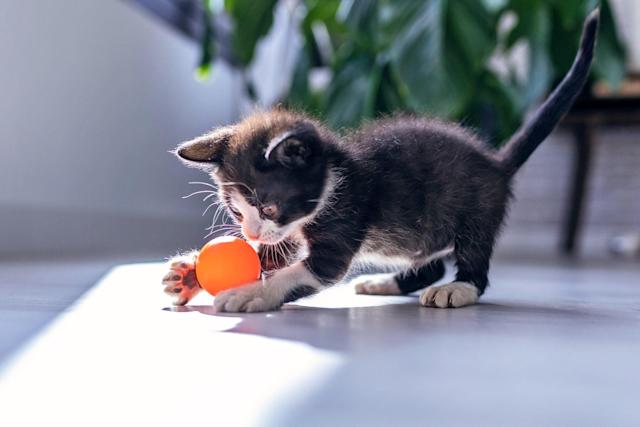 Cat fetching clearance ball