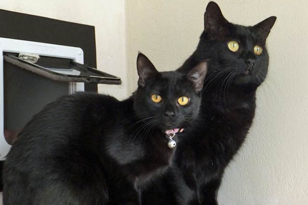Black Cat Breeds With Yellow Eyes Kitty Devotees