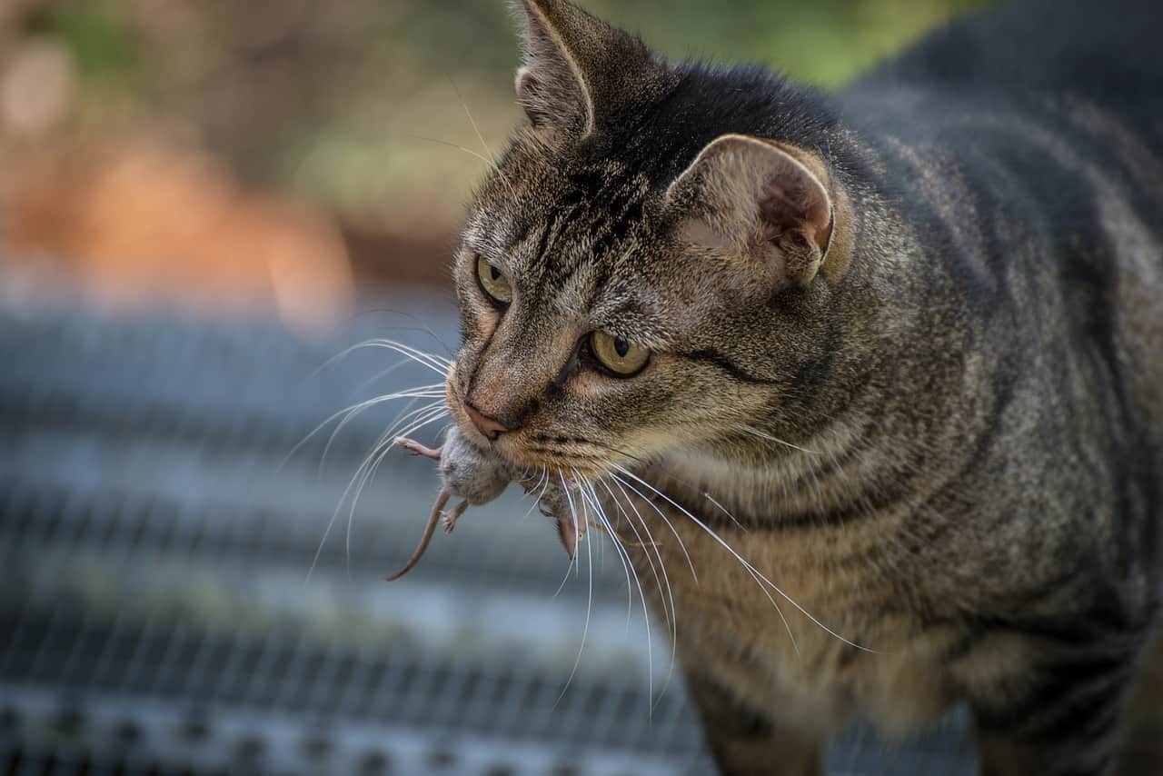 Why Do Cats Meow When They Catch A Mouse Kitty Devotees