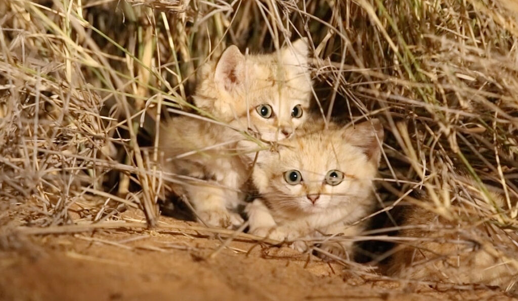 Can Sand Cats Be Pets