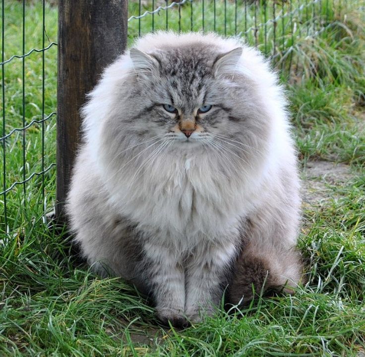 Siberian cat