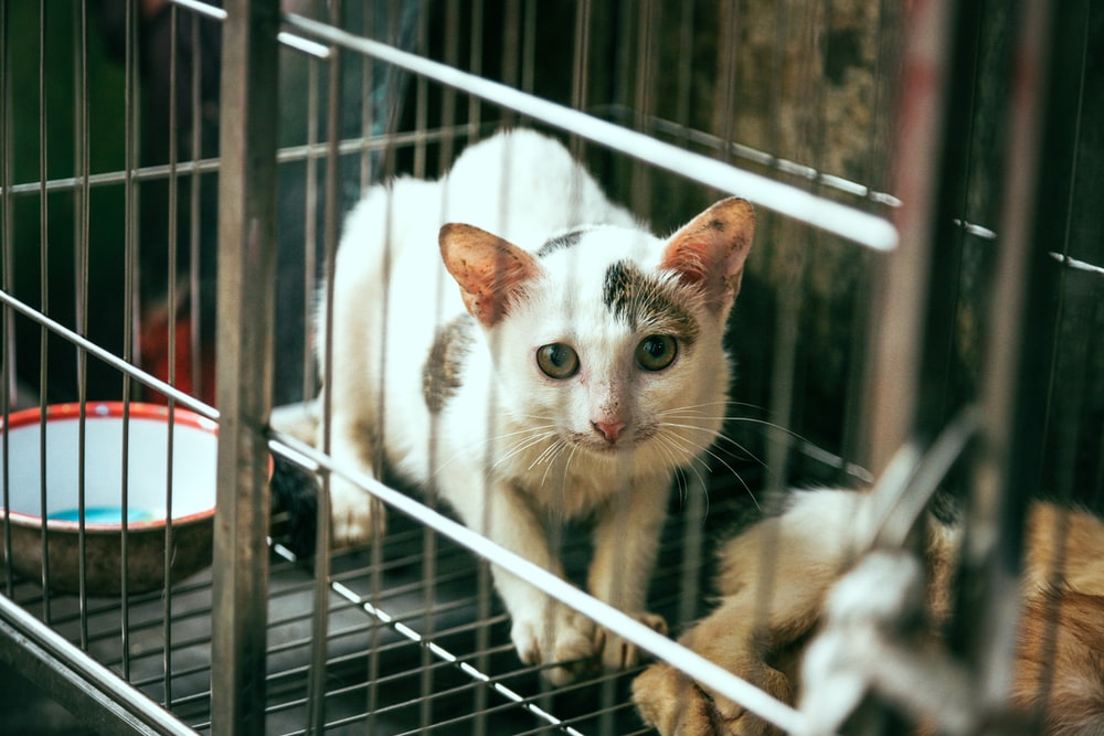 Cat Won t Stop Meowing In Cage What Should I Do Kitty Devotees
