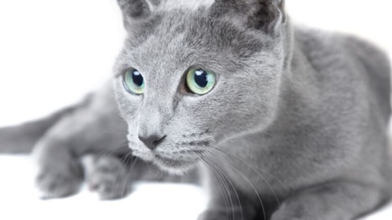 8 Grey Cat Breeds With Yellow Eyes Kitty Devotees