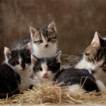 Do Kittens Miss their Siblings?
