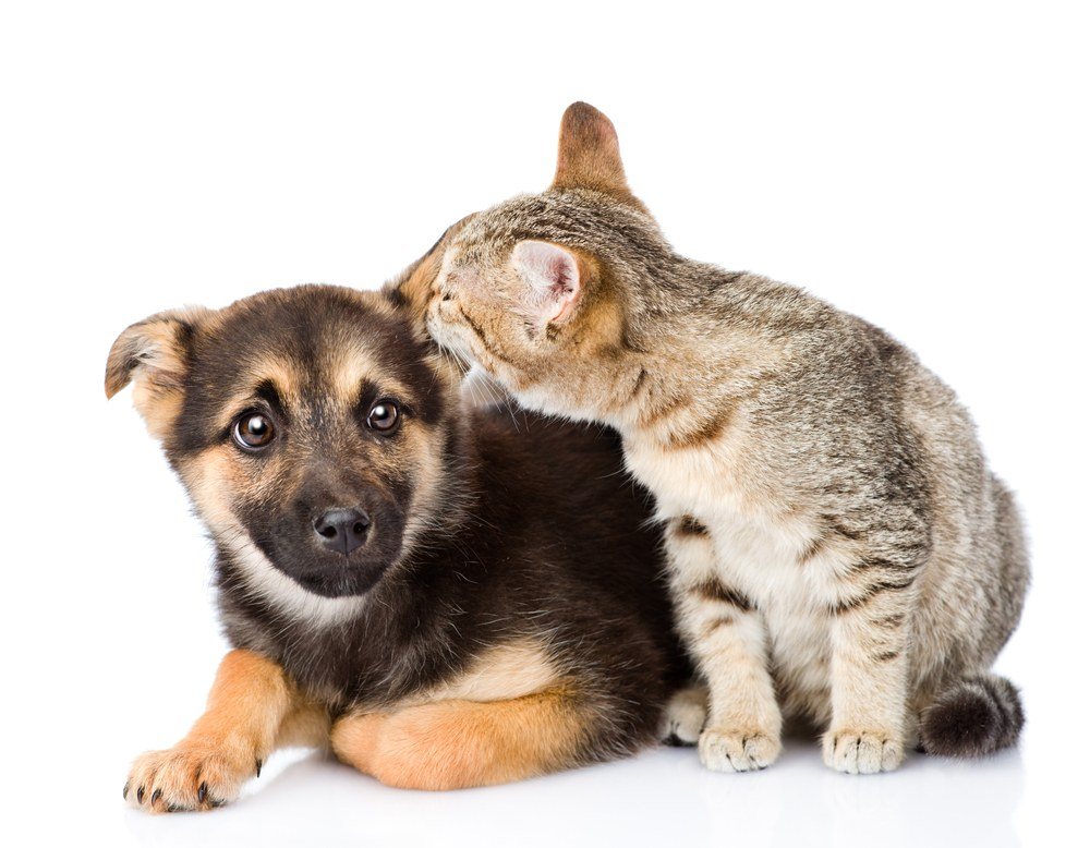 Why Does My Cat Lick My Dog’s Ears?