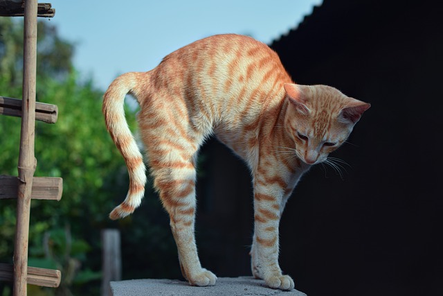 are orange tabby cats mostly male or female