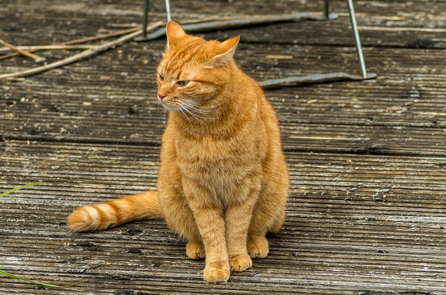 orange tabby kitten picture with pizza