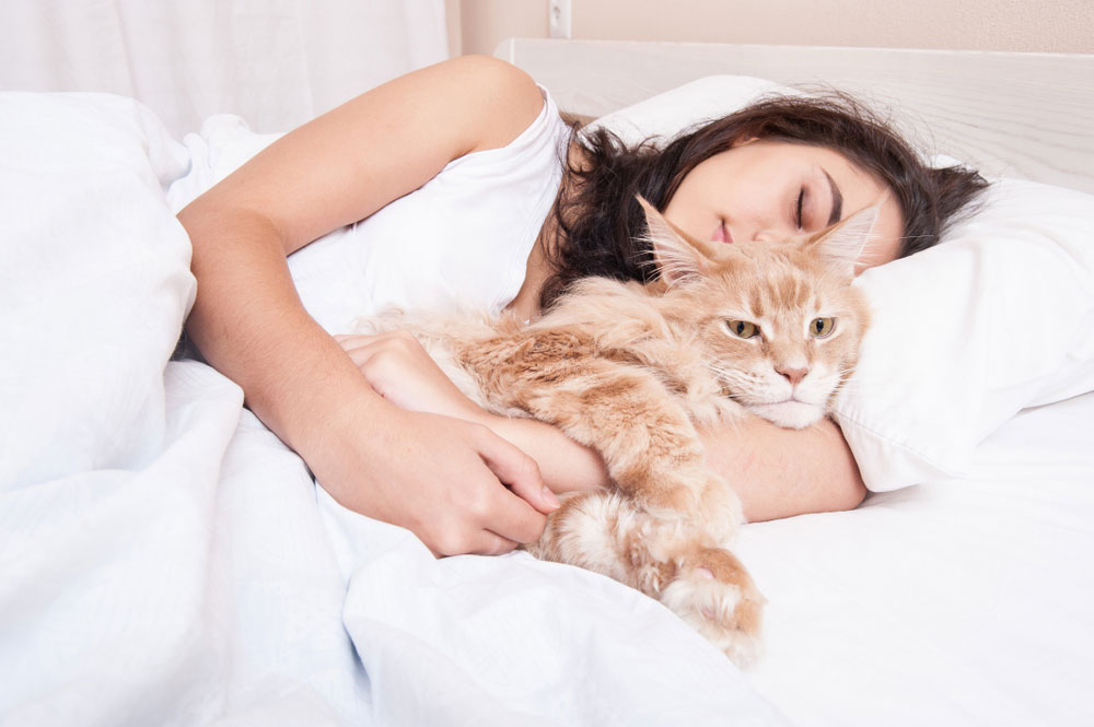 Do Cats Like To Be Petted While Sleeping? Kitty Devotees