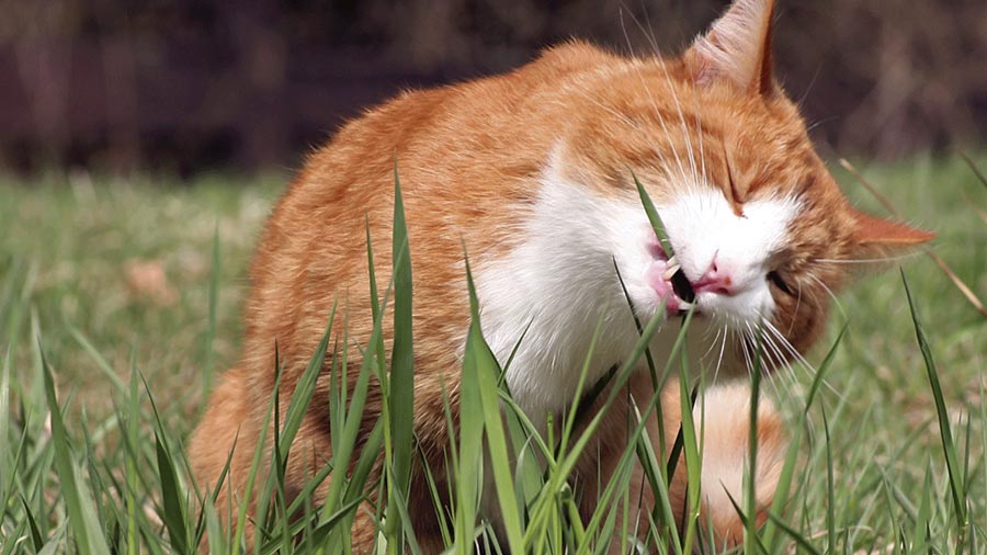 Do Cats Eat Grass When They Have Worms Kitty Devotees