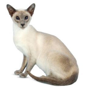 Cats with Kinked Tails: Everything You Need To Know - Kitty Devotees