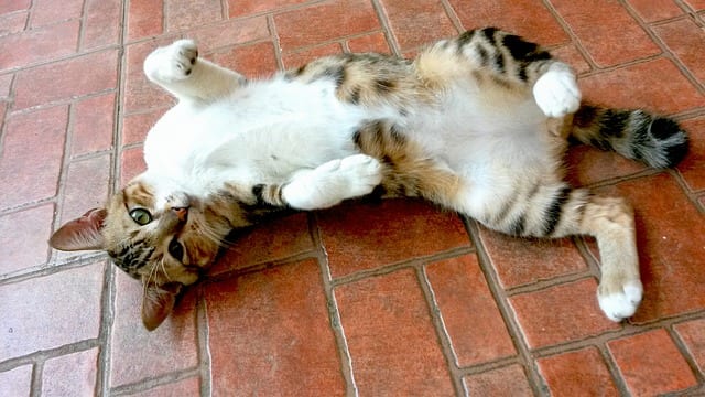 How Big is a Cat's Stomach?