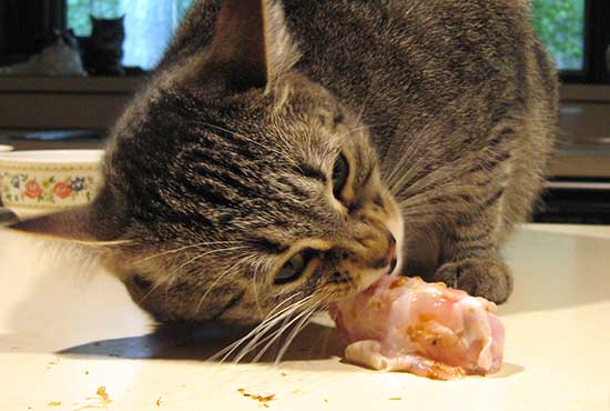 Can Cats Chew on Dog Bones?