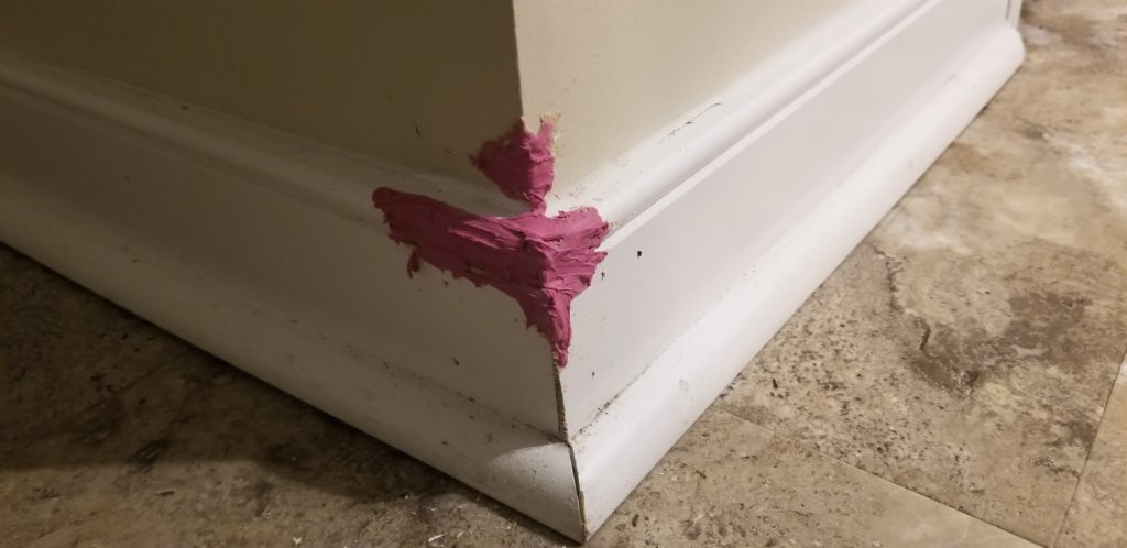 Why Does My Cat Chew on Corners?