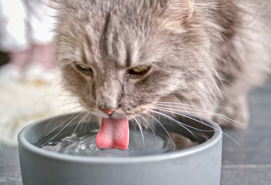 Best Cat Dental Water Additives