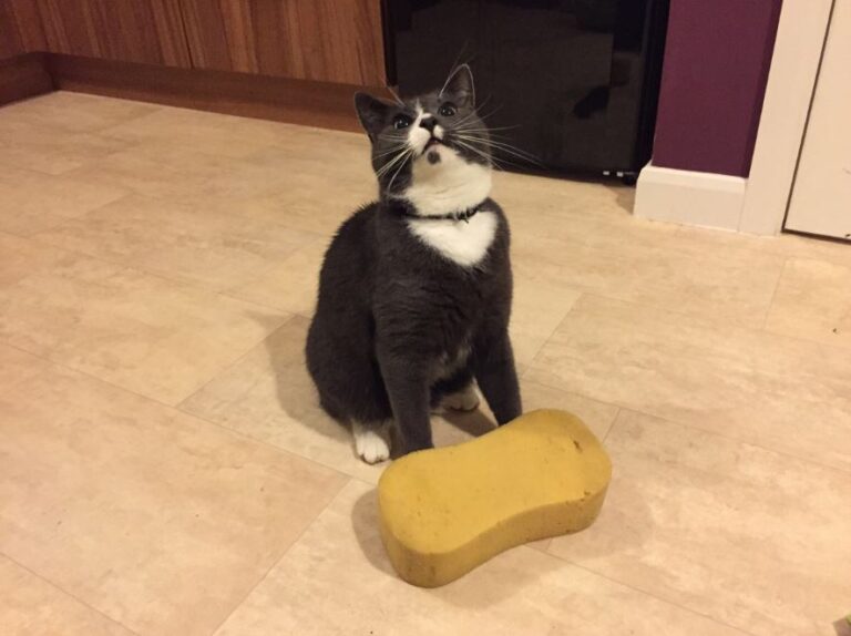 Why do Cats like Sponges? Kitty Devotees