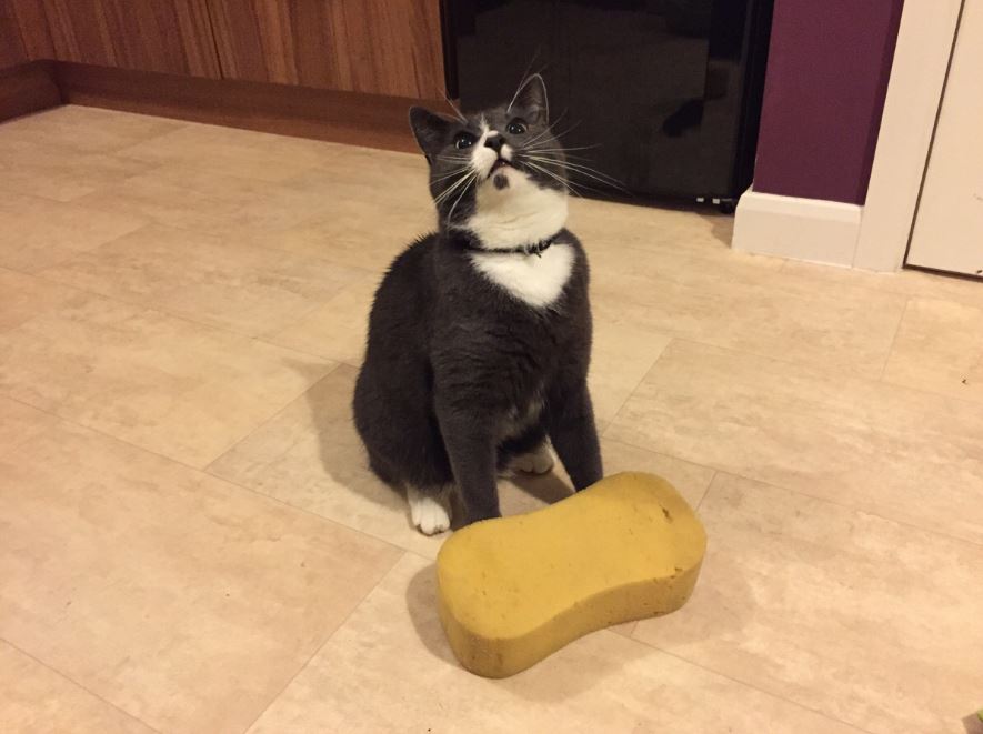 Why do Cats like Sponges?