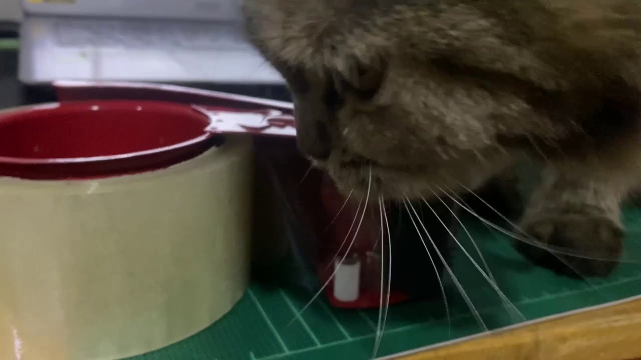 Why Does My Cat Eat Tape?