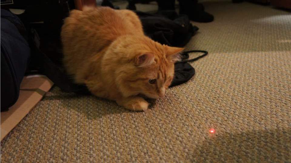 Why Doesn't My Cat Chase a Laser Pointer