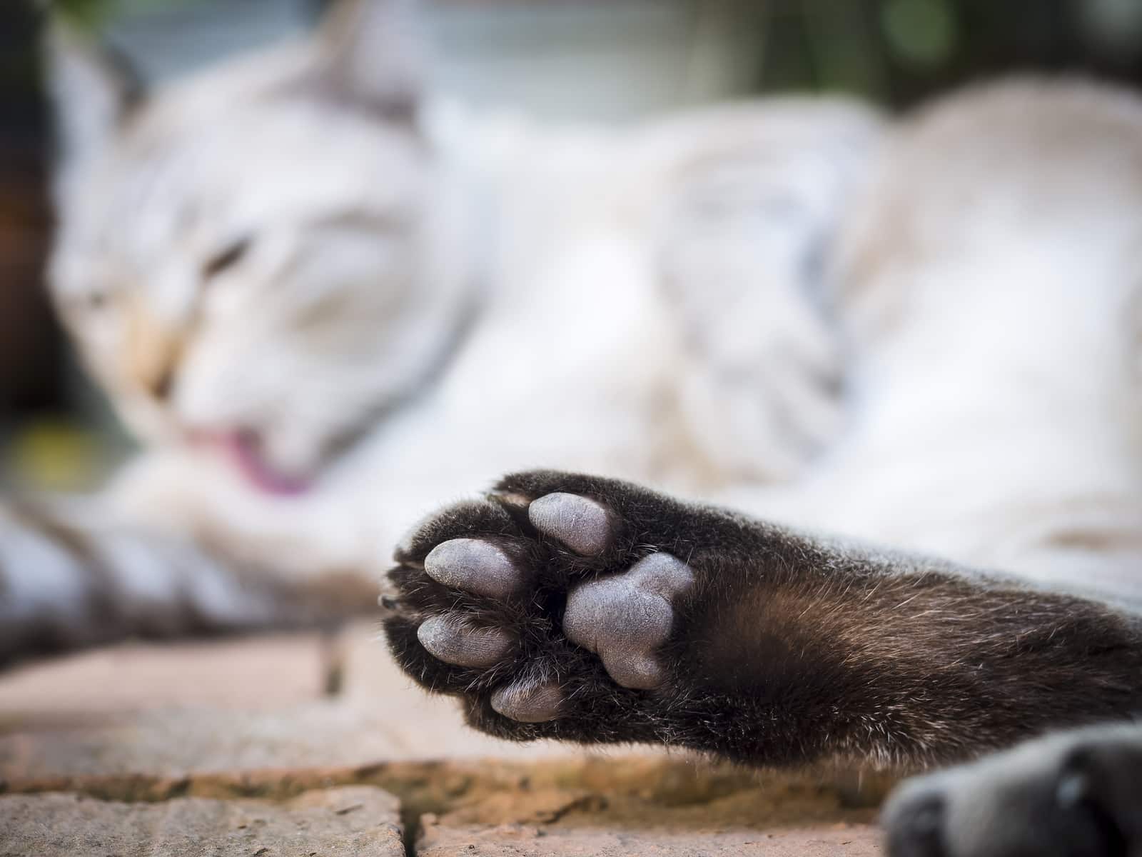 cat toe bean pillow