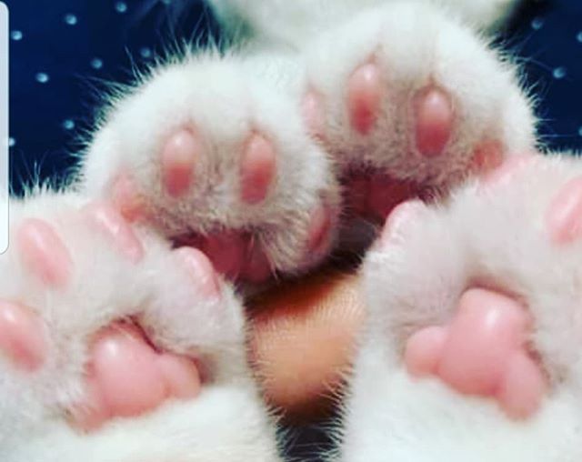 Common Cat Toe Beans FAQs Answered