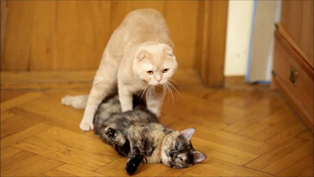 Do Male Cats Lose Weight During Mating Season at Tina Baker blog