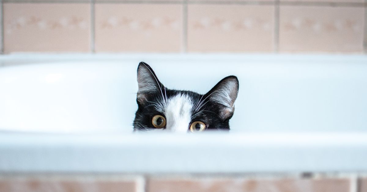 Why does my Cat watch me Poop? Kitty Devotees