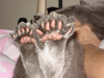 cat toe