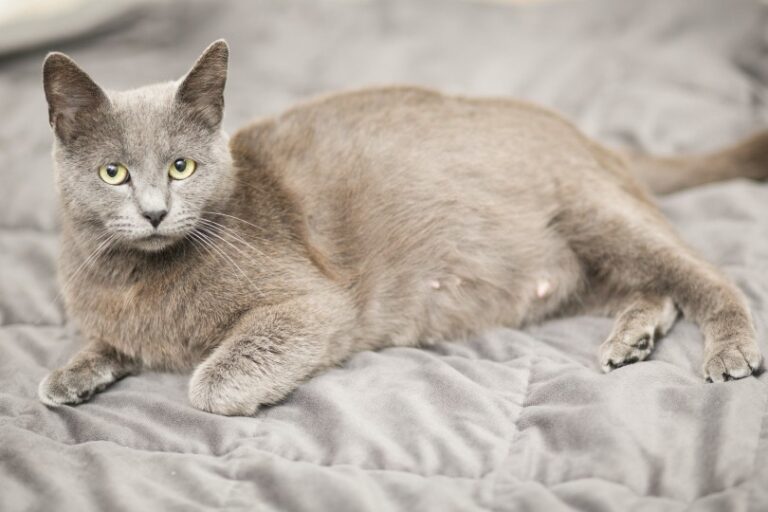 How to Tell If Cat Mating Was Successful Kitty Devotees