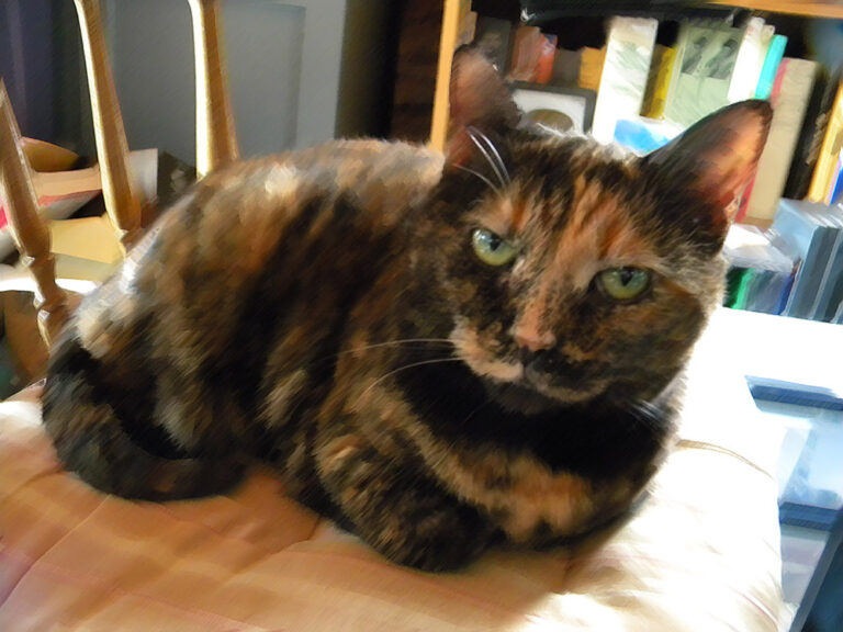 mosaicism cat aka calico aka tortoiseshell cat
