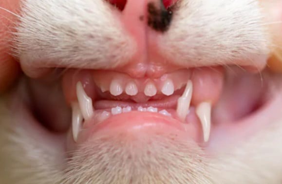 kitten-teeth-vs-cat-teeth-5-most-important-differences-every-kitty