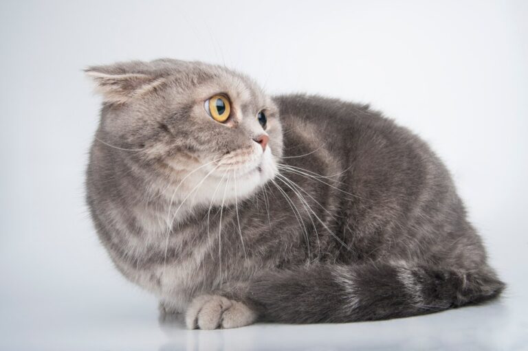Why Are Cats Afraid of Brooms?