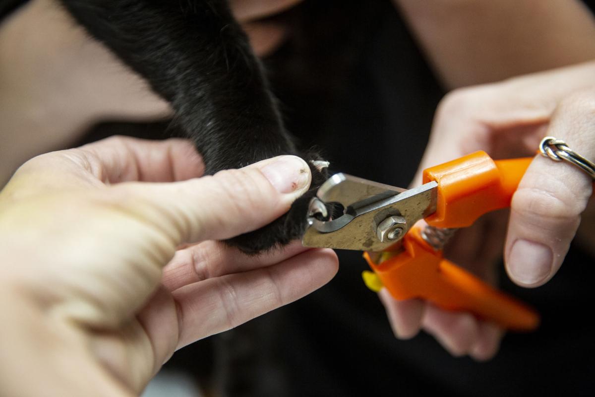 Do Cats Back Claws Retract? Kitty Devotees