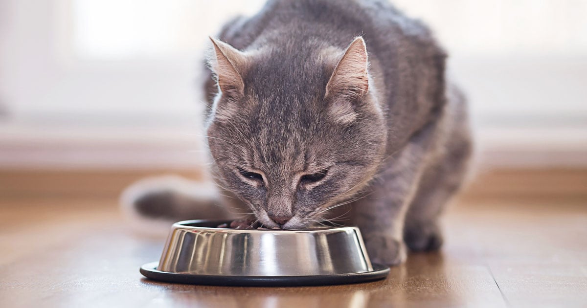 Best Cat Bowls for Messy Eaters
