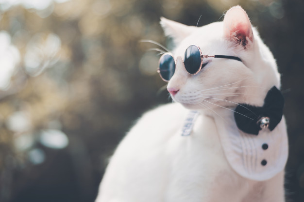Best Sunglasses for Cats